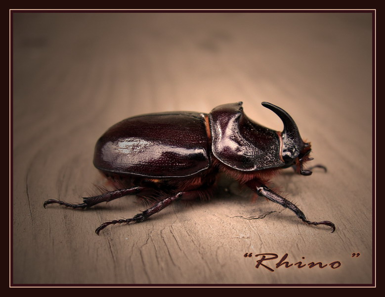 Rhinoceros