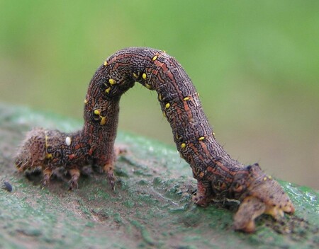 Волосатая гусеница