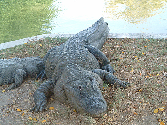 cro