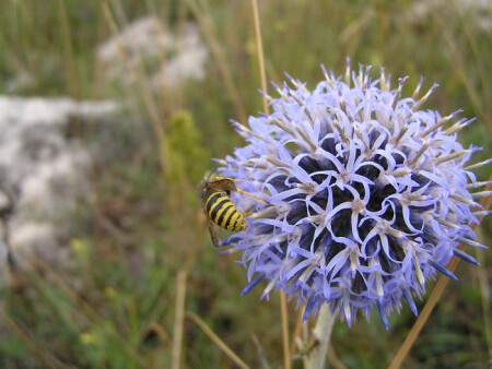 Mountain flower