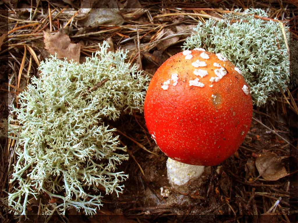 Осенние мотивы