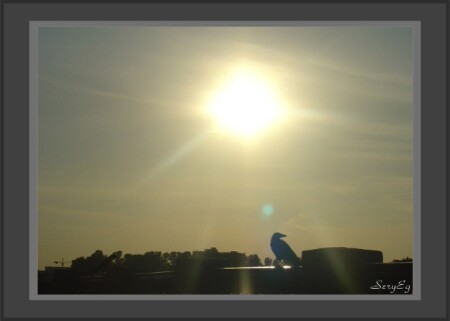 На фоне заката