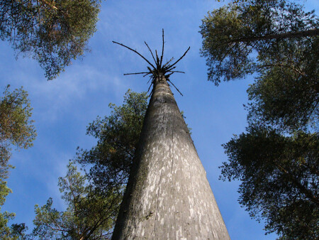 Дотянуться до небес