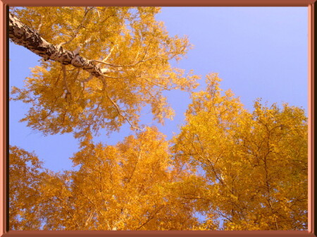 Золото осени