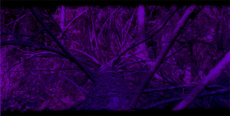 blu tree