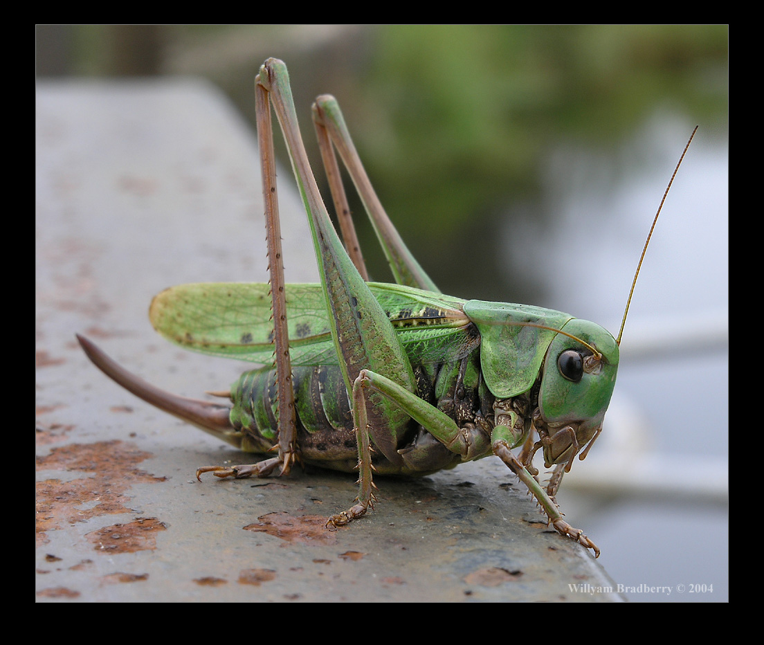 Pachytylus migratorius