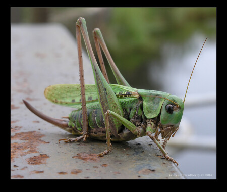 Pachytylus migratorius