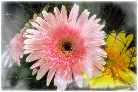 Лепестки радости