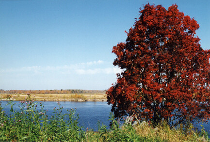 Рябина красная