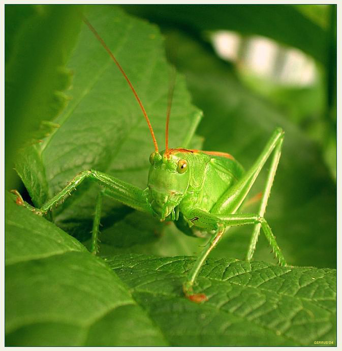 Mr. Green