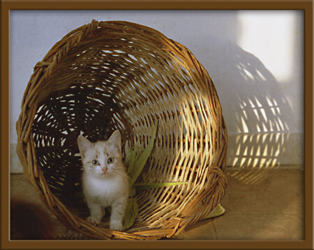 Cat in basket