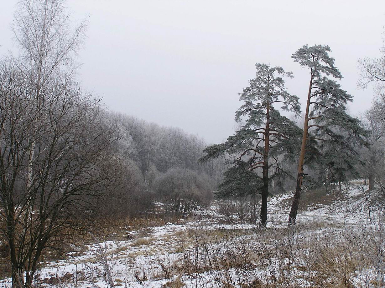 иней в лесу