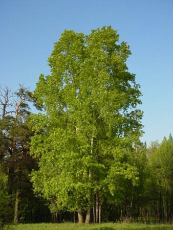 Выше всех и зеленее всех