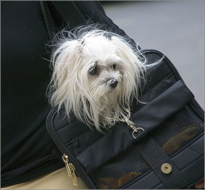 Doggy Bag