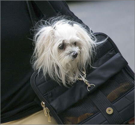 Doggy Bag
