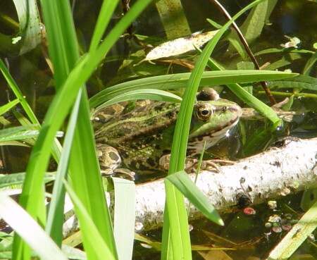 И где же Принц ?