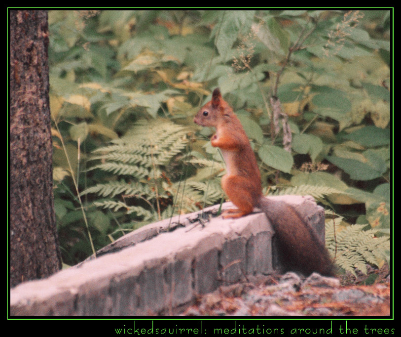 wickedsquirrel: meditations around the trees