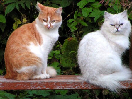 - Мяуу! Да ? ... &gt;