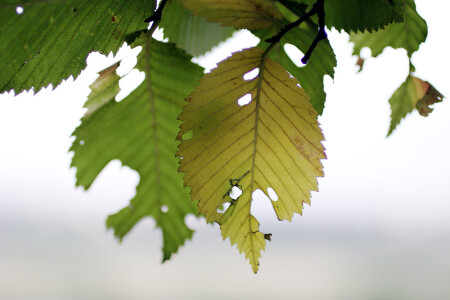 Огрызки лета