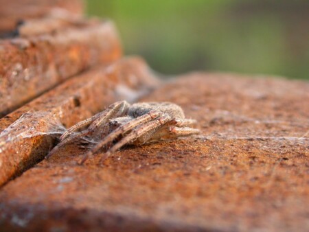 Садовый житель