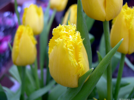 В подарок любимой