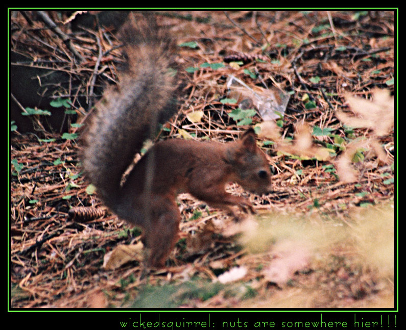 wickedsquirrel: nuts are somewhere hier!!!