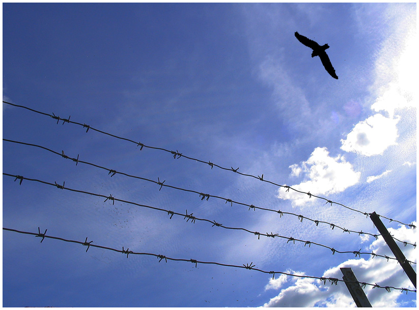 freedom forever