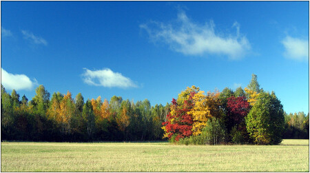 Осенняя палитра.