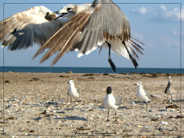 Flight