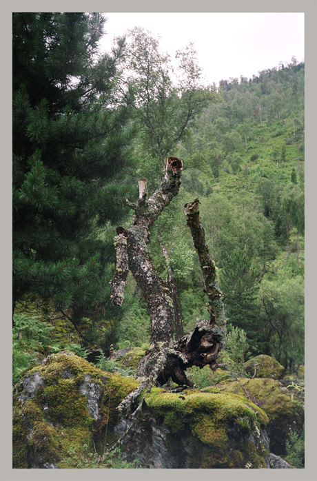 Коряжка