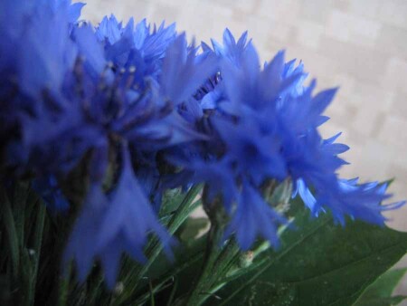 Море васильков