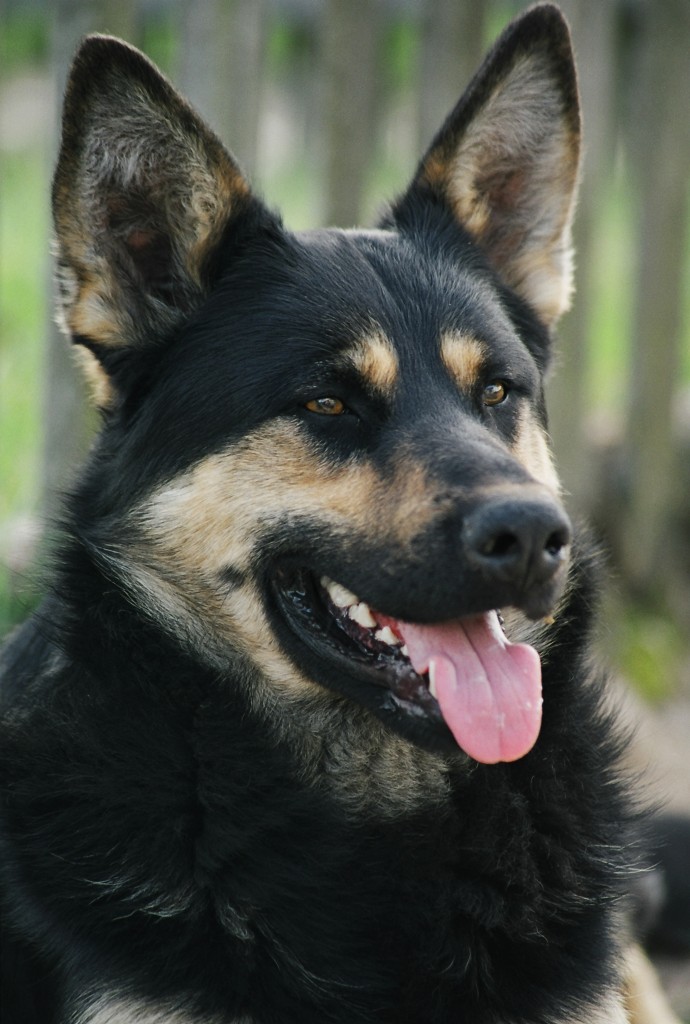 Пёс