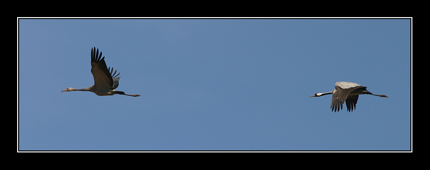 Crane - Grus Grus