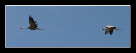 Crane - Grus Grus