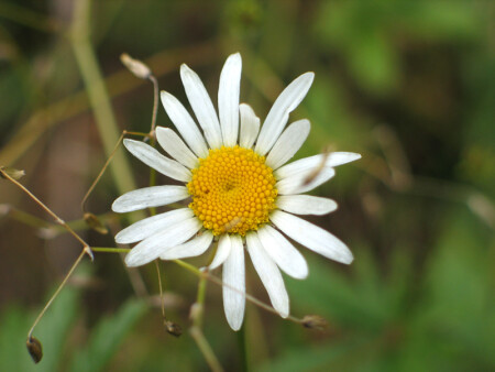 Вот такая я растрепа