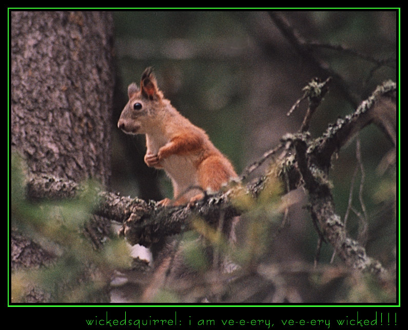 wickedsquirrel: i am ve-e-ery, ve-e-ery wicked!!!