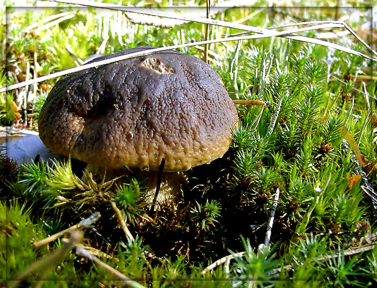 It is just mushroom: King Bolete.
