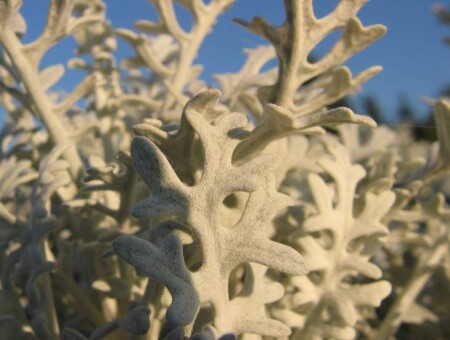 Тундра на средней Волге