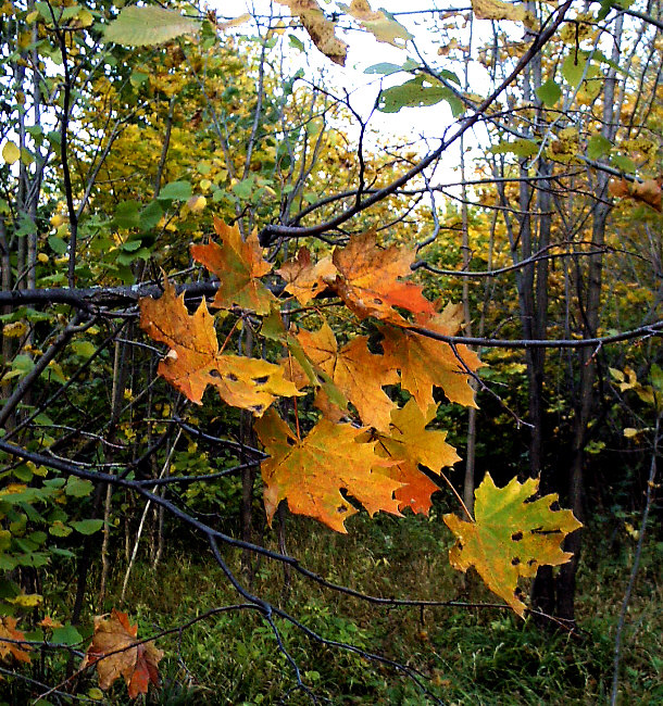 Осенний букет