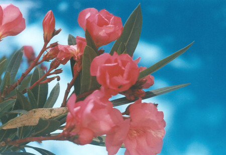 цветы у бассейна