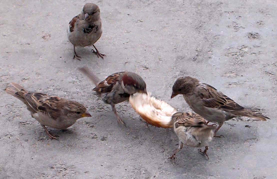 Воробьи