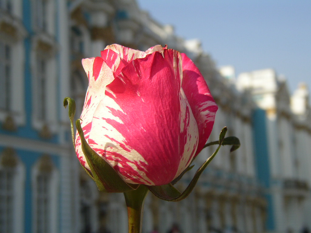 Роза Тюльпан