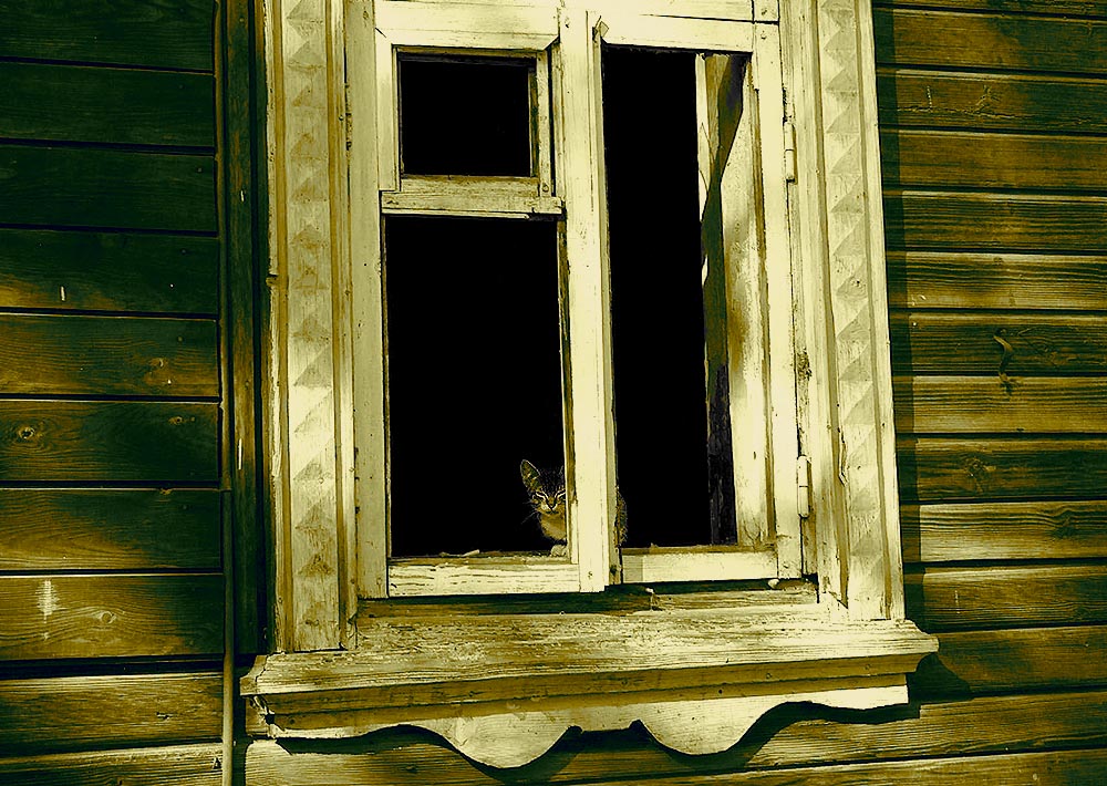 Cat In The Window