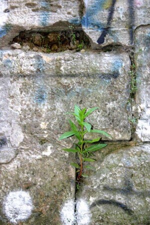 in rock