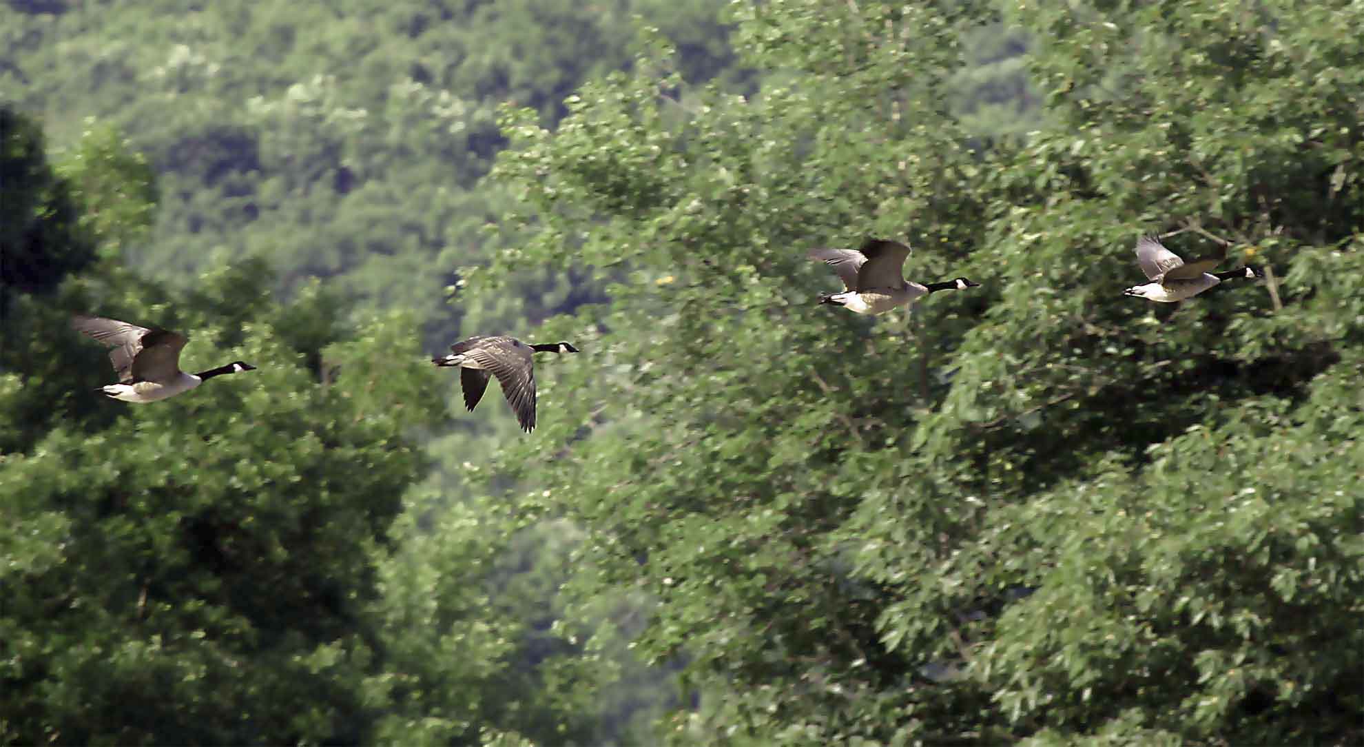 Ducks