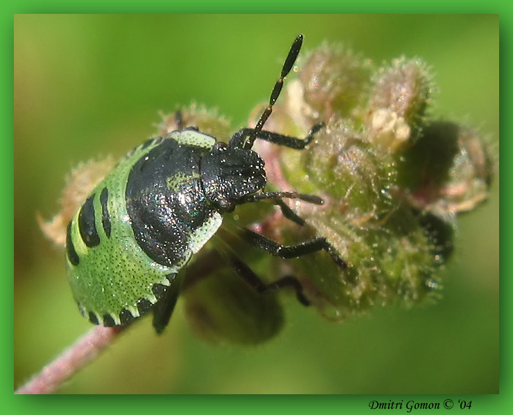 ~Нимфа клопа~ (green)