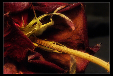 rose_dead?