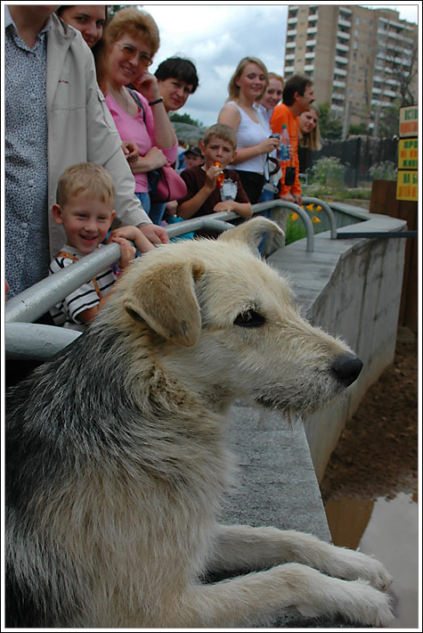 Зритель