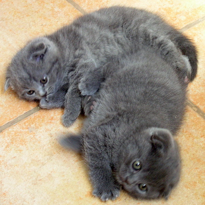 Double Gray