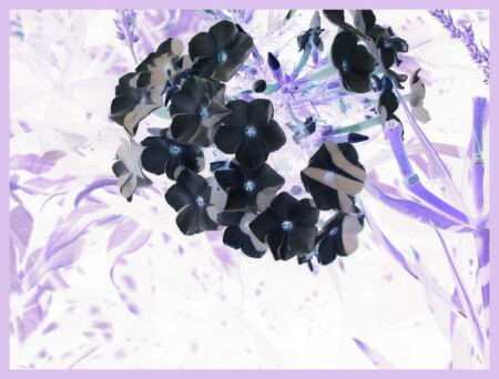 зимние флоксы